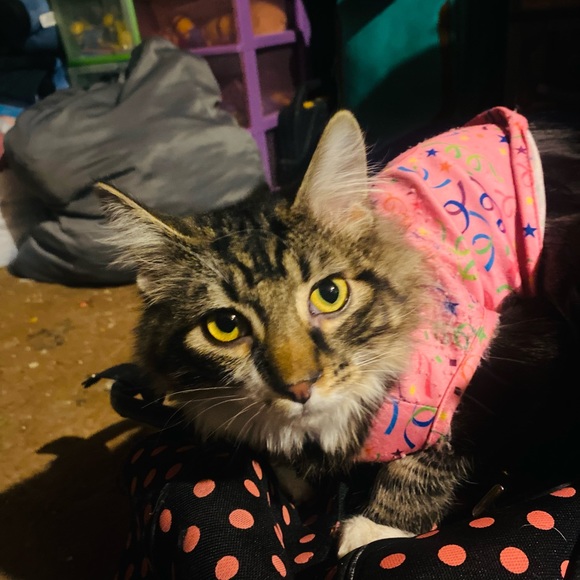 Meet your Posher, Lili - Picture 8 of 16